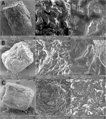 Development and evaluation of a fish feed mixture containing the probiotic Lactiplantibacillus plantarum prepared using an innovative pellet coating method